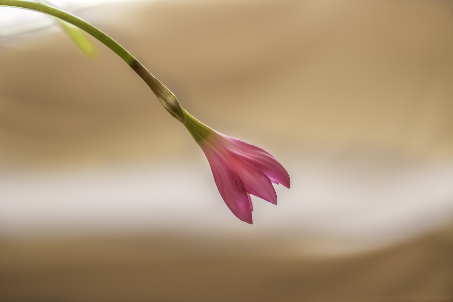 Deep pink flower bud on curved green stem with soft beige background