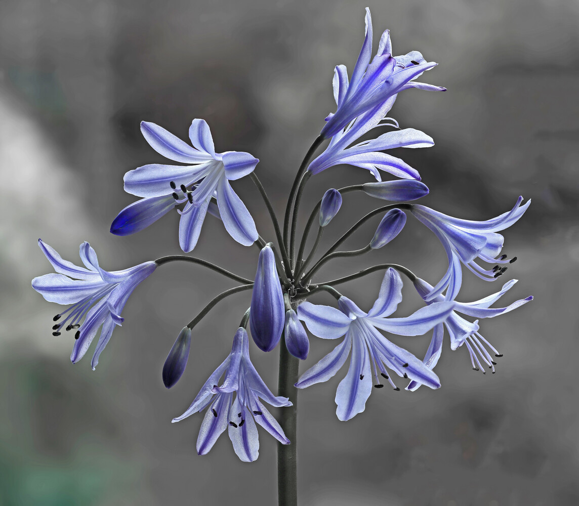 Purple agapanthus flowers in full bloom against a soft gray background