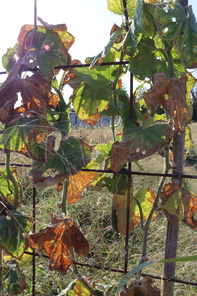 Grapevines with autumn foliage and diseased leaves on wooden trellis