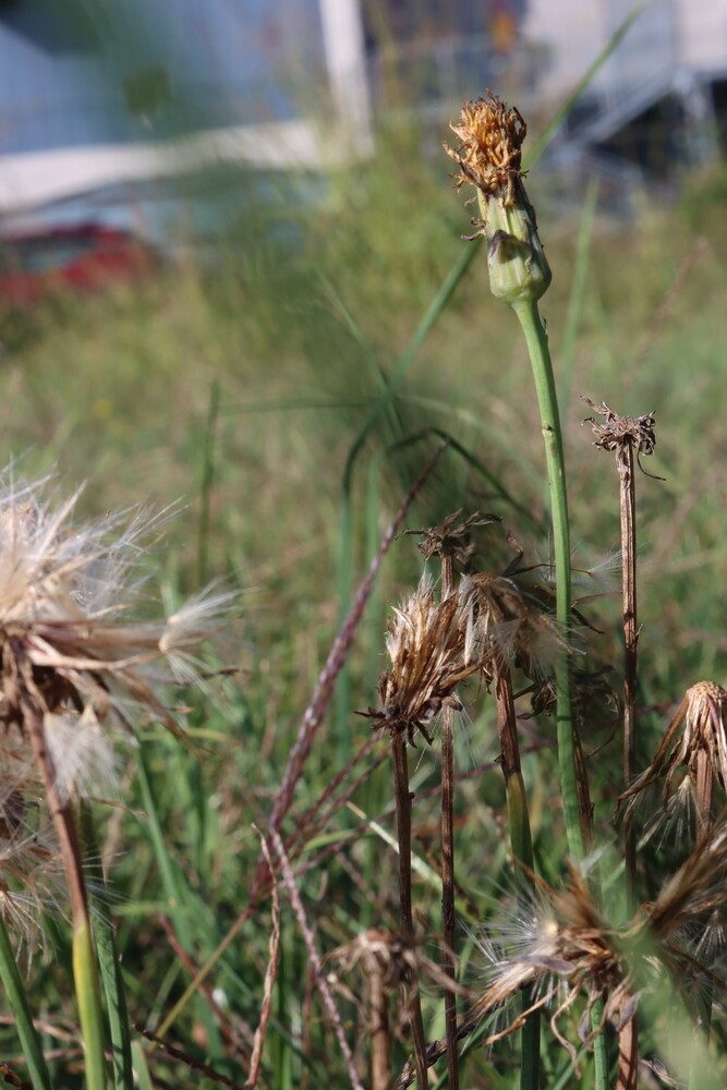 Dried seedpod on tall stem with blurred greenery and wildflowers in background