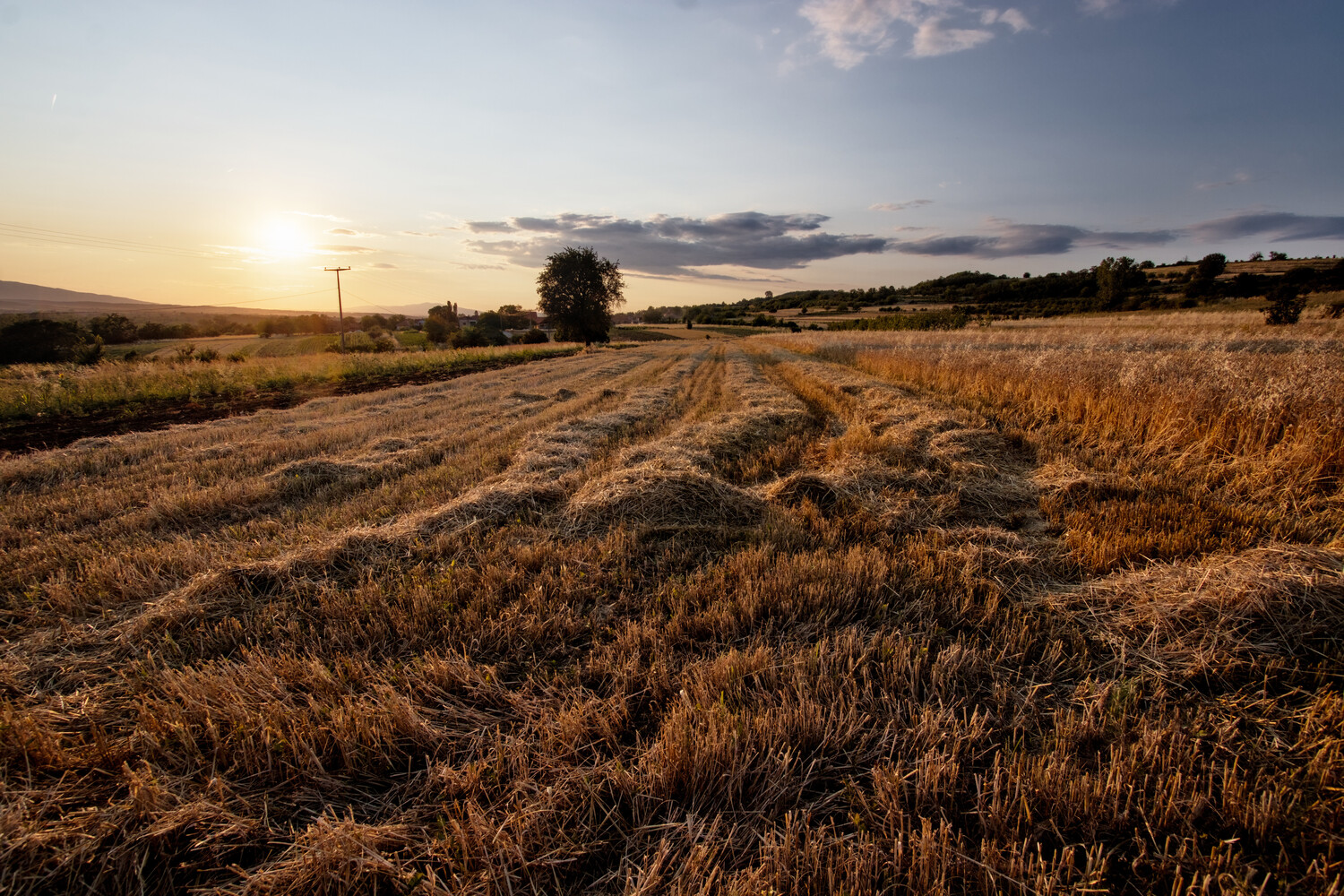 Golden hour landscape with harvested grain field and power lines stretching toward distant mountains