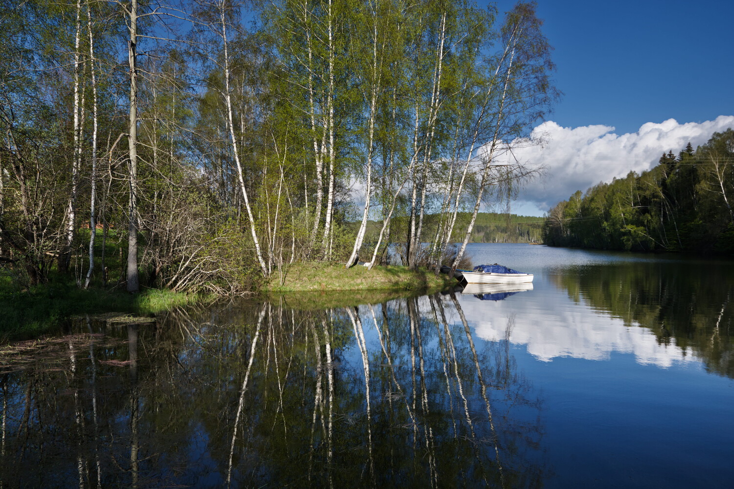Birch trees reflected in still water with moored boat and forested shoreline under blue sky