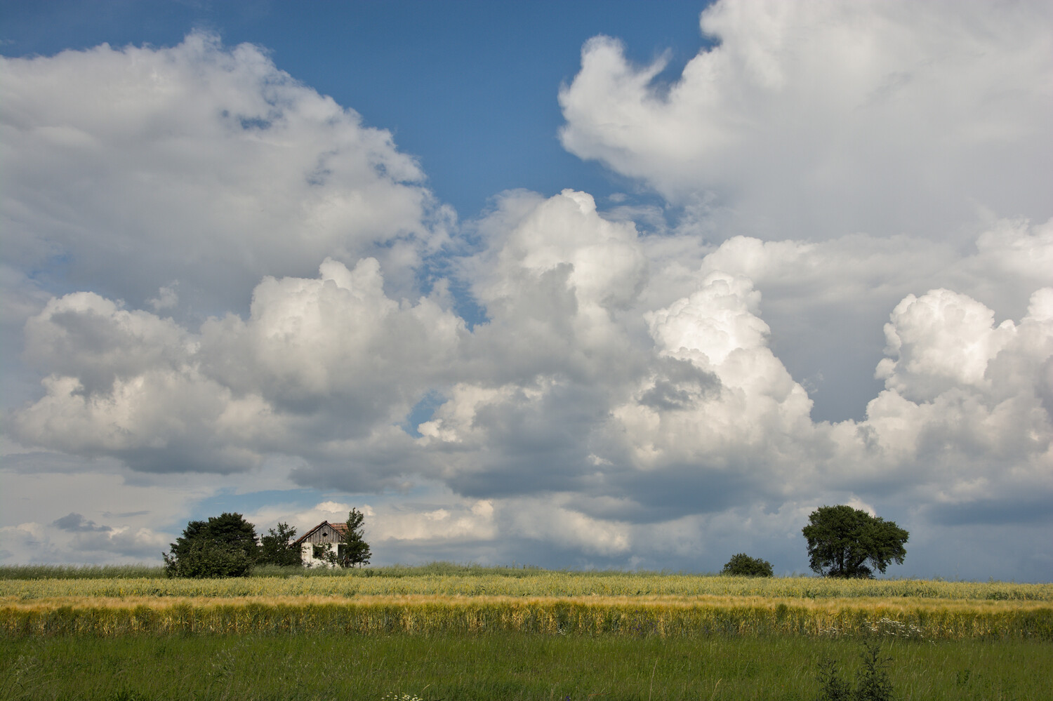 Vast green field beneath dramatic cumulus clouds and blue sky with isolated trees on horizon