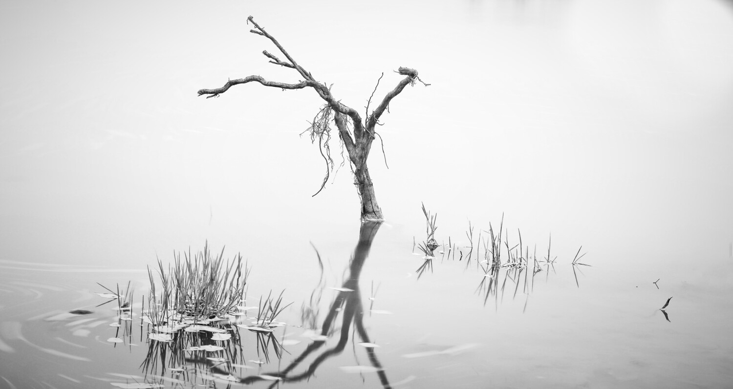 Bare, gnarled tree branch emerging from still water with reeds in soft focus