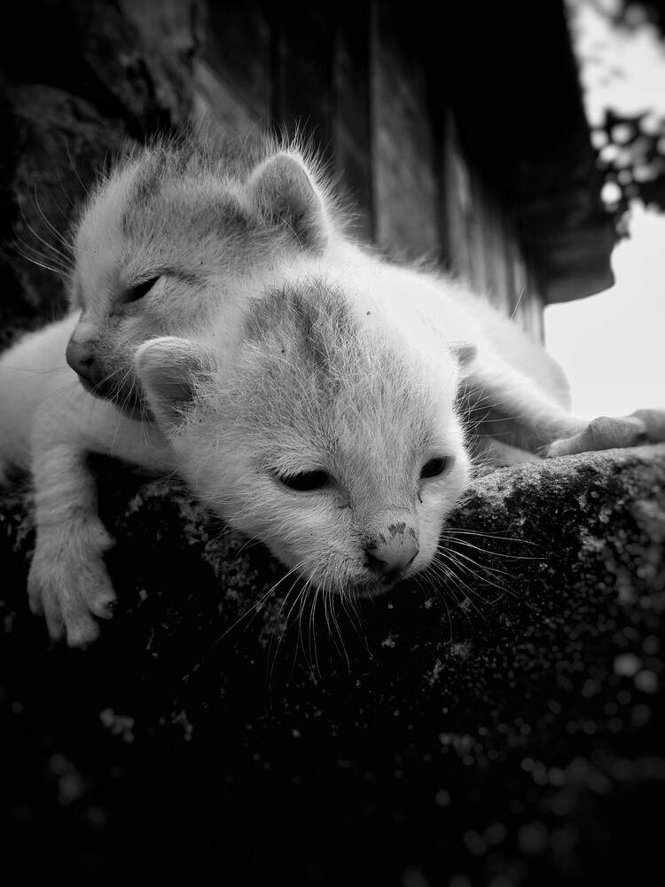 Two white Arctic foxes resting on a dark surface, shot in black and white