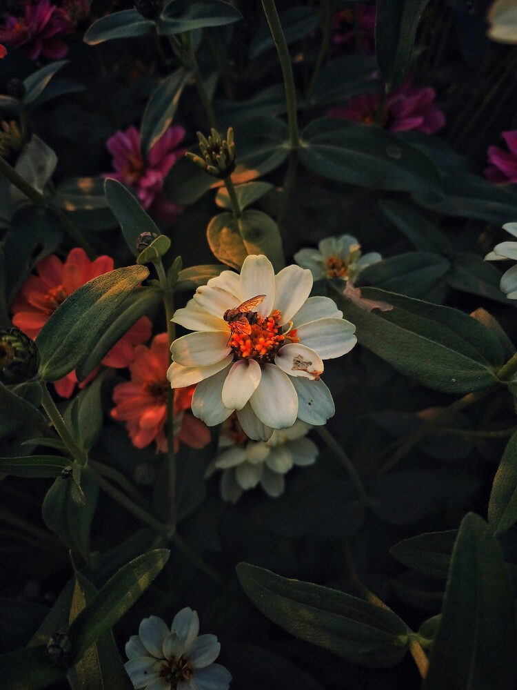 Cluster of zinnias in cream, coral, and red tones with dark green foliage in soft natural light
