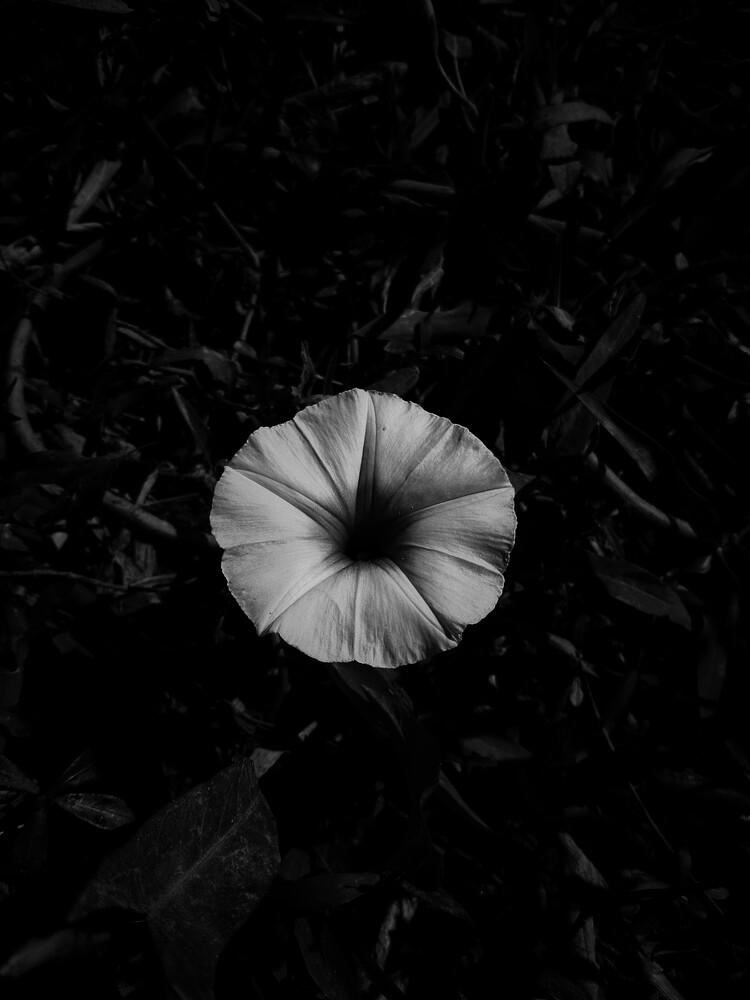 White morning glory flower with dark radiating center against black foliage background