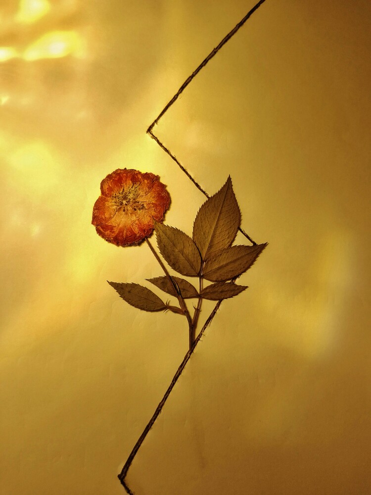 Dried flower with orange bloom suspended against warm golden bokeh background