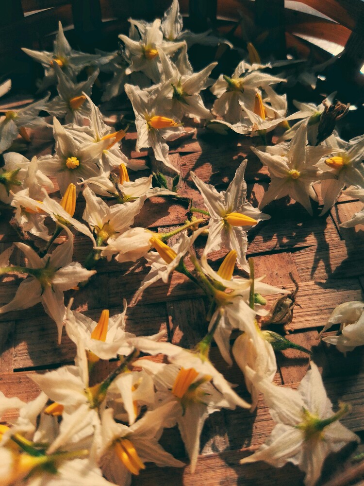 Dried seed pods and wilted flowers with golden-brown coloring scattered across a wooden surface