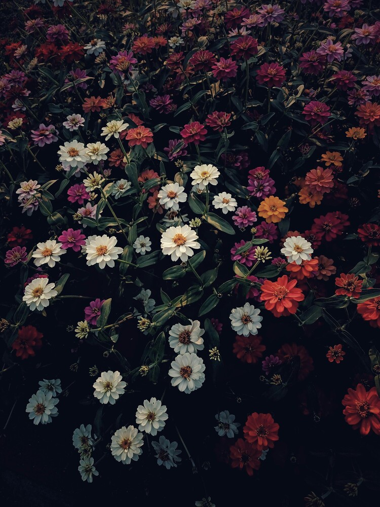 Overhead view of clustered dahlias in cream, white, red, and burgundy tones against dark foliage