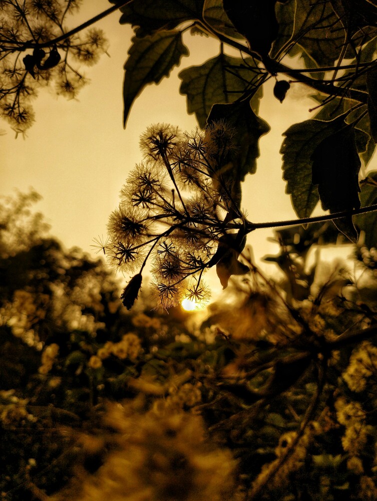 Silhouetted seed pods and foliage backlit by golden sunlight