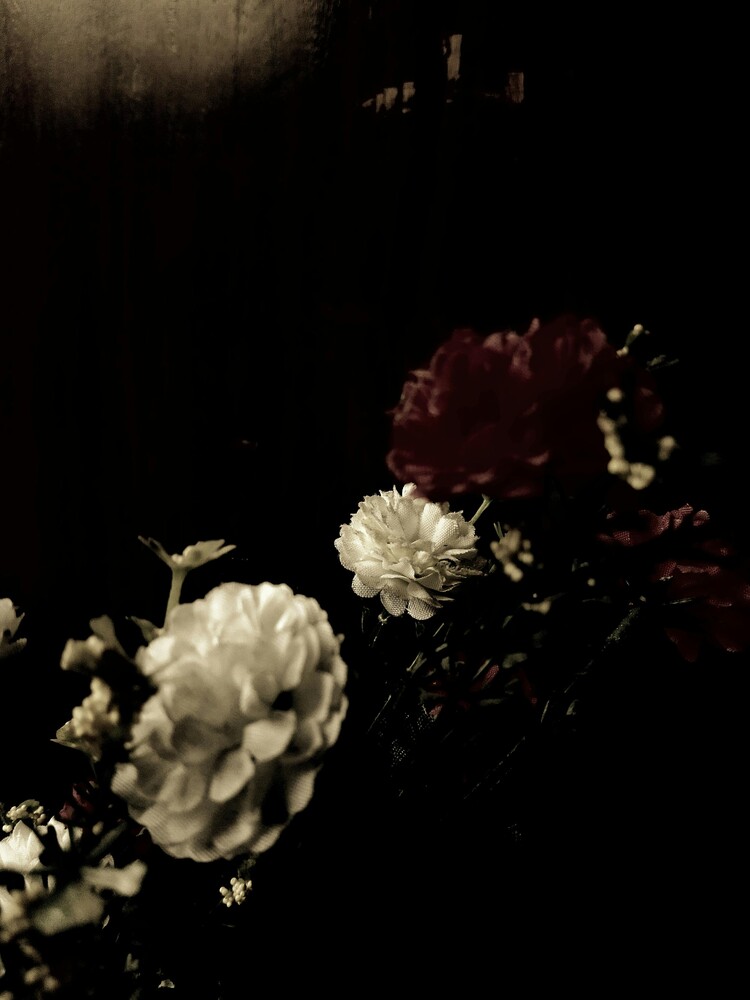 White and deep red roses arranged against a dark background with dramatic side lighting