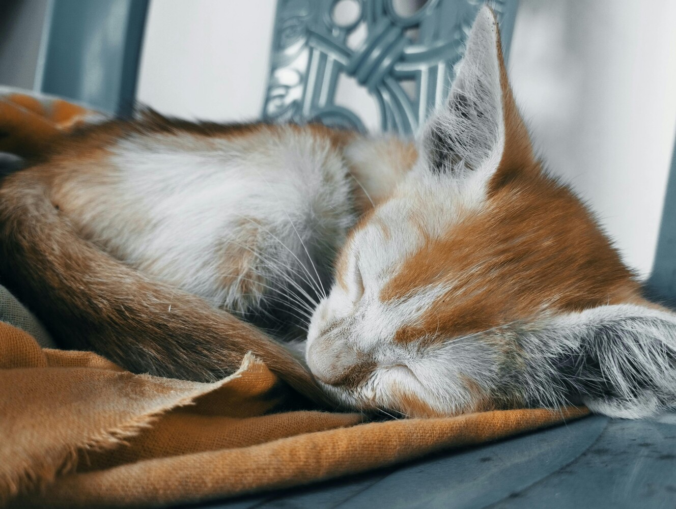 Resting goat with brown and white markings lying on blue surface