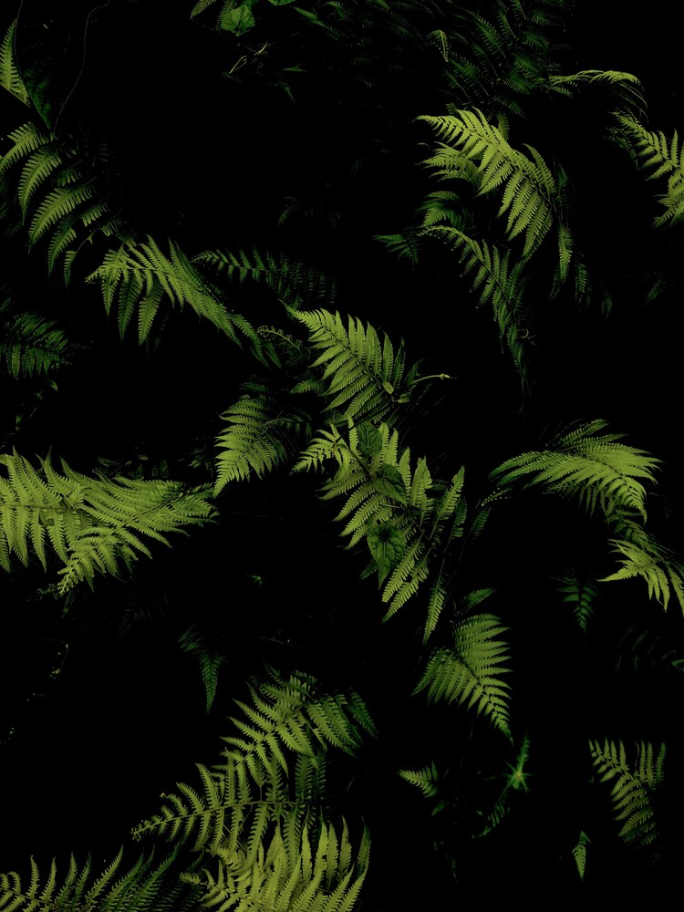 Luminous fern fronds arranged against a dark background