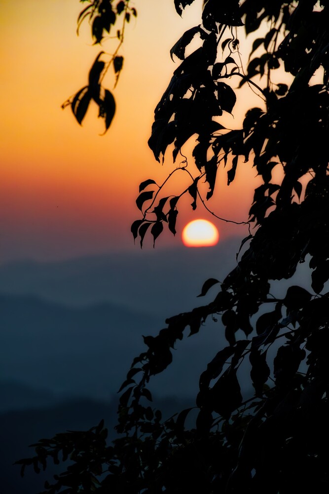 Sun setting behind silhouetted tree branches at golden hour