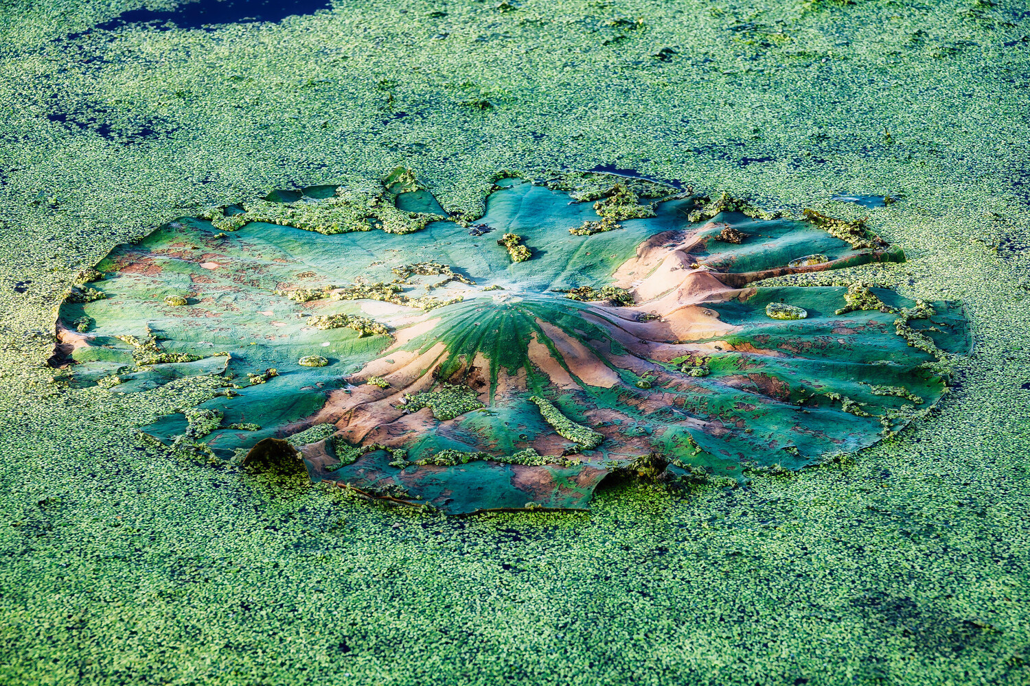 Colorful sea anemone with extended tentacles on sandy seafloor in shallow tropical water