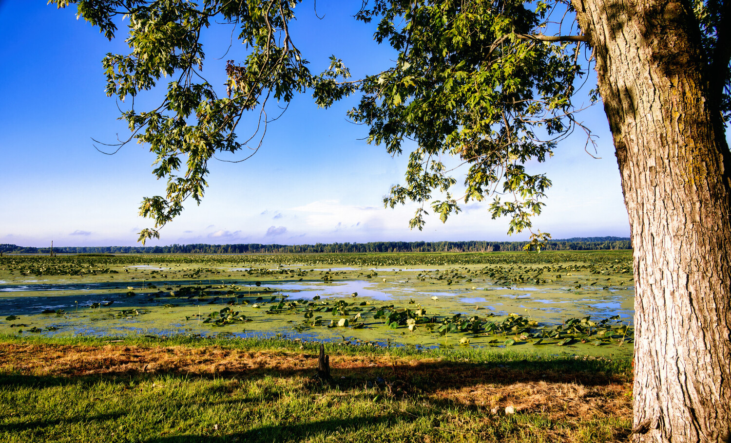 Large tree with white bark framing a wetland landscape with water channels and green vegetation