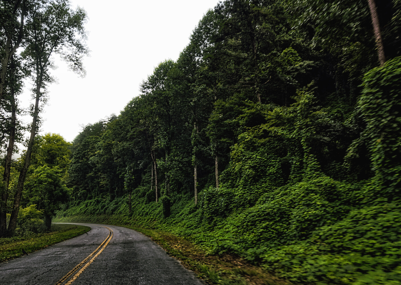 Asphalt road with yellow center line curves through dense forest canopy