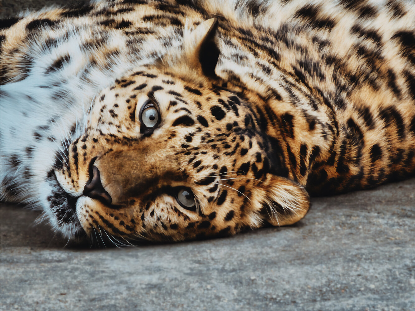Leopard lying on concrete surface, head tilted toward camera with intense gaze