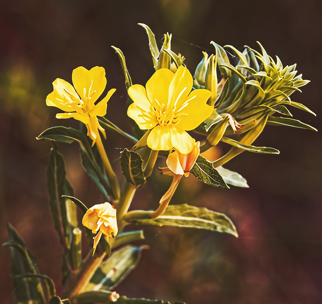 Bright yellow wildflowers with delicate petals and buds illuminated by warm sunlight