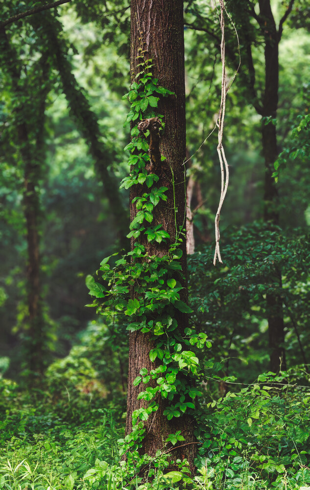 Thick tree trunk wrapped in climbing ivy with lush green foliage in misty forest backdrop