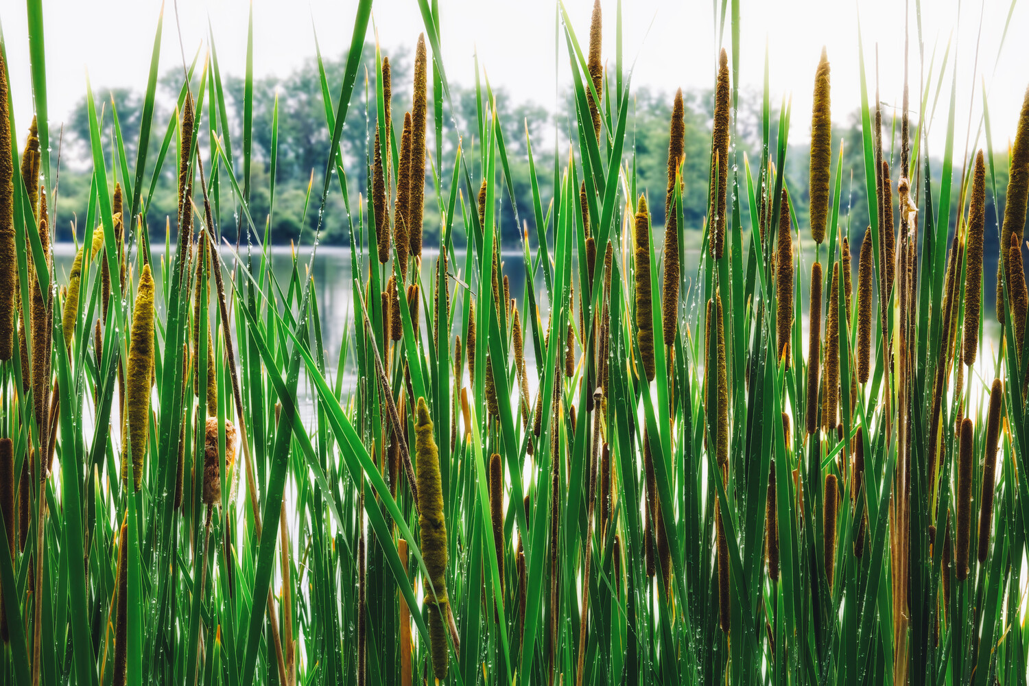 Tall green marsh cattails with brown seed heads in sharp foreground focus