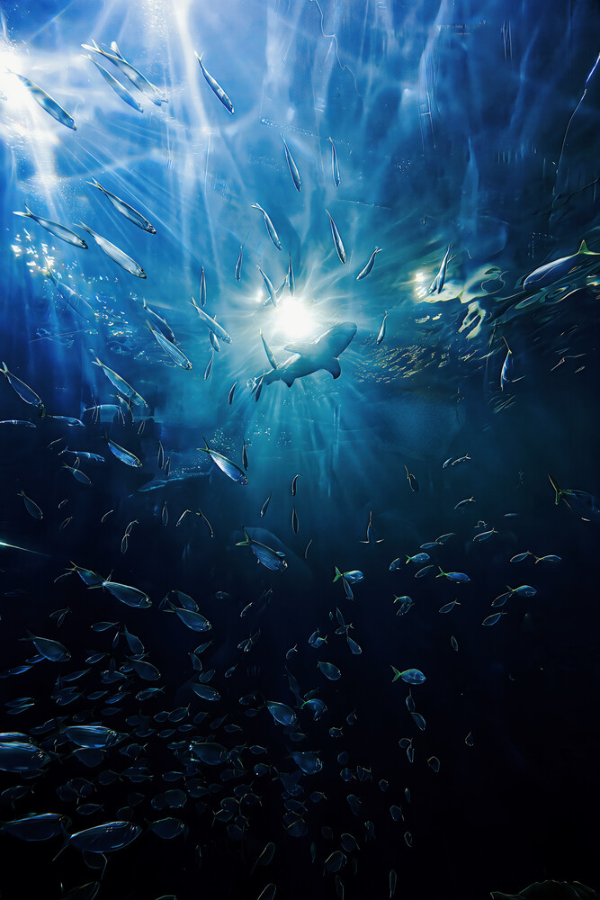 Diver ascending toward sunlight surrounded by school of fish underwater