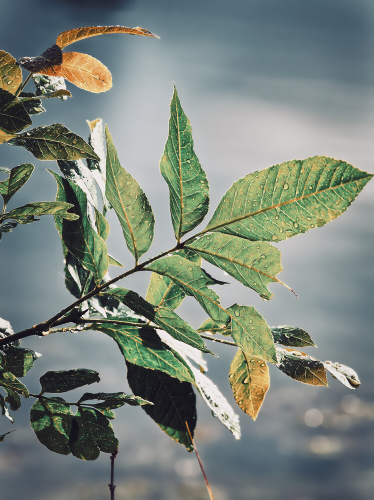 Branch with green and yellowing leaves against a dramatic cloudy sky