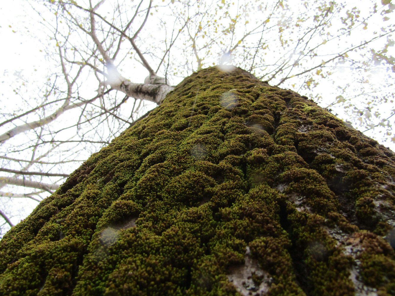 Moss-covered tree trunk photographed from below looking upward at bare branches