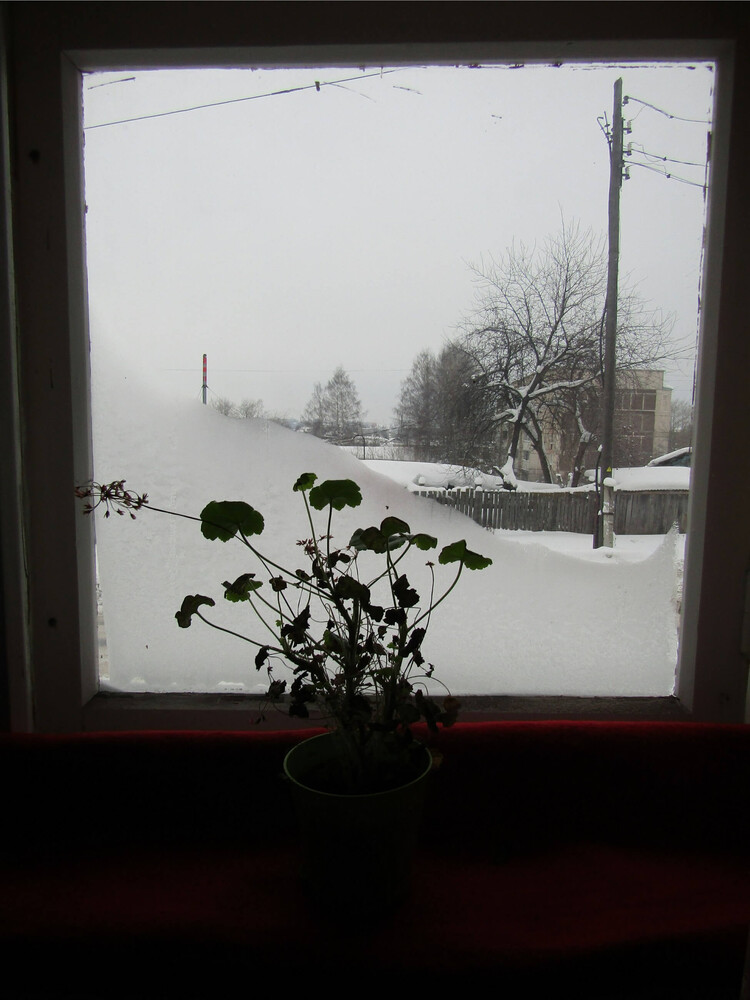 Snowy winter landscape viewed through a window with potted flowers on the sill