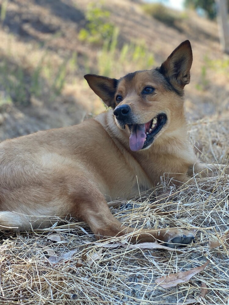 Tan dog lying on ground with mouth open, looking at camera with alert expression