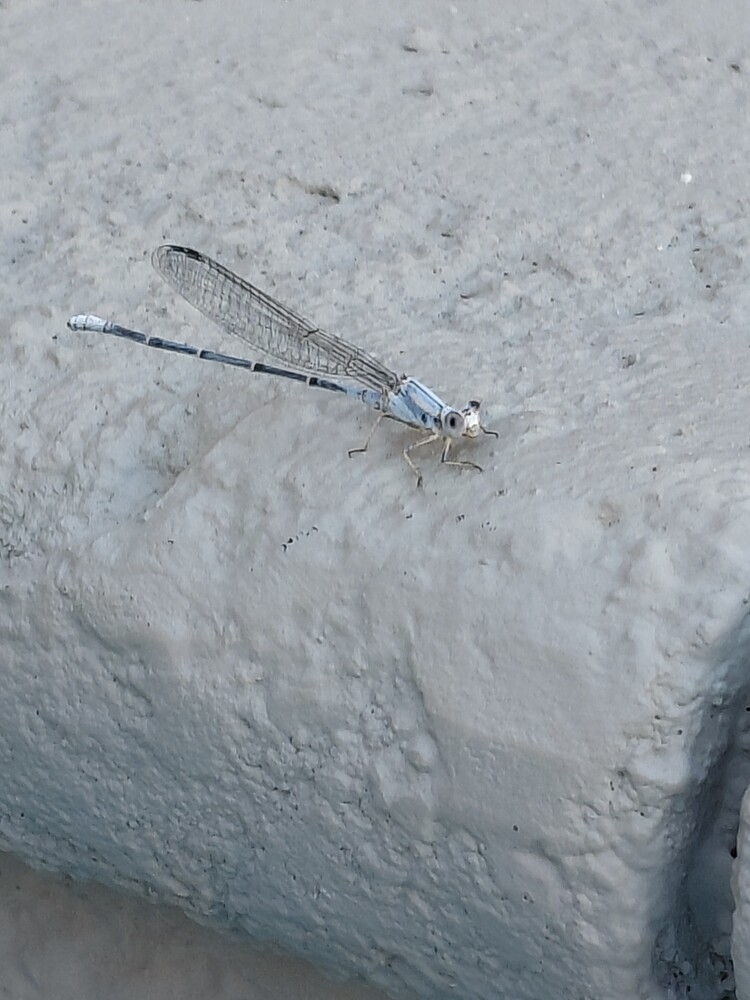 Gray dragonfly resting on a weathered concrete or stone surface
