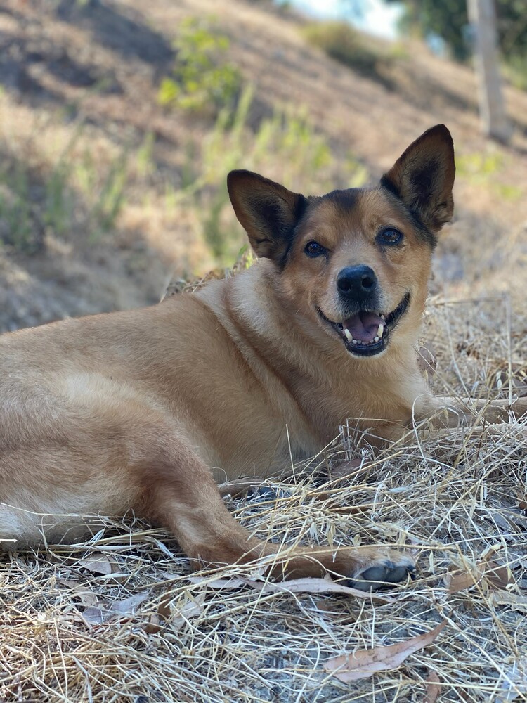Tan and brown dog lying on dry grass, looking directly at camera with alert expression
