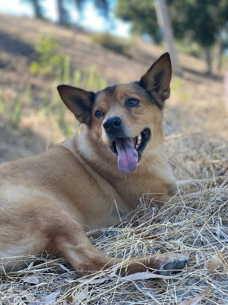 Brown dog with perked ears lying on dry grass, mouth open in a smile