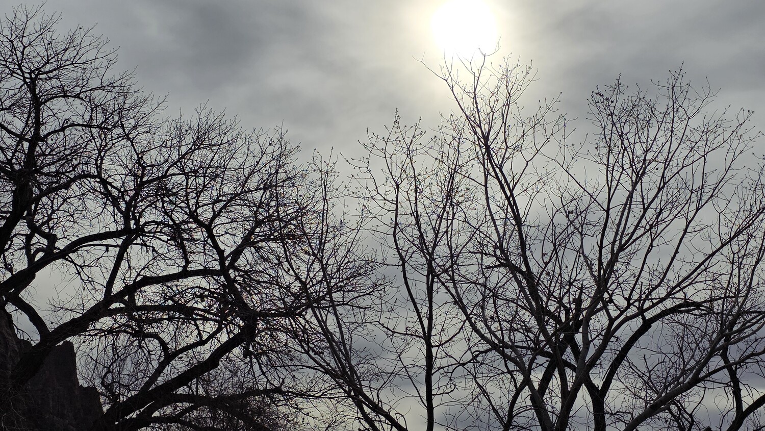 Silhouetted bare tree branches against overcast sky with bright sun breaking through clouds