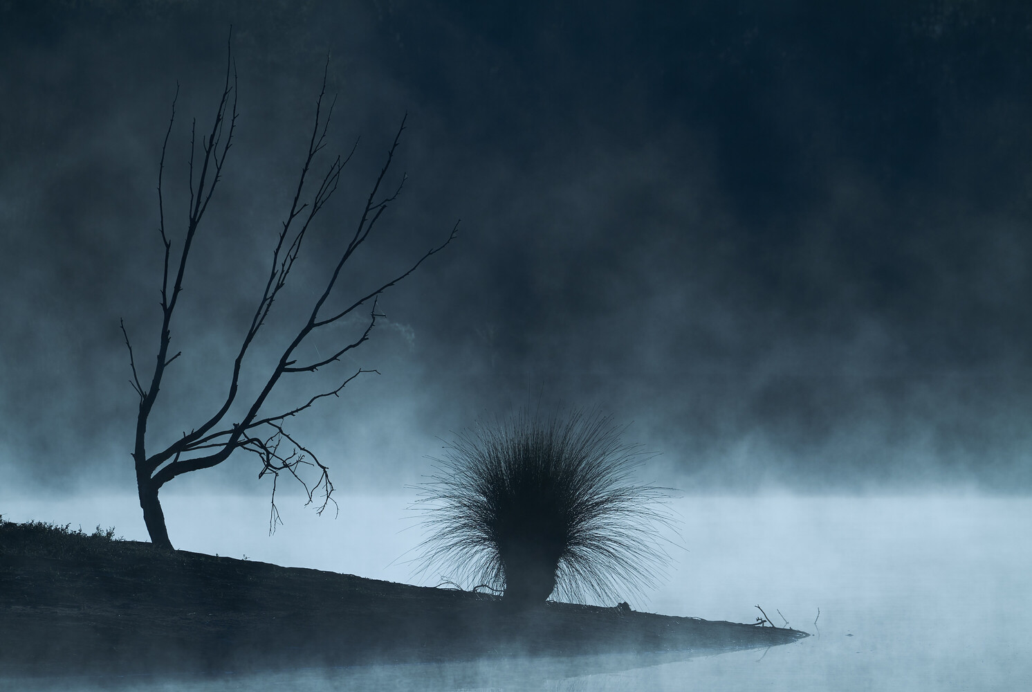 Silhouetted dead tree and spiky plant on misty shoreline under stormy sky