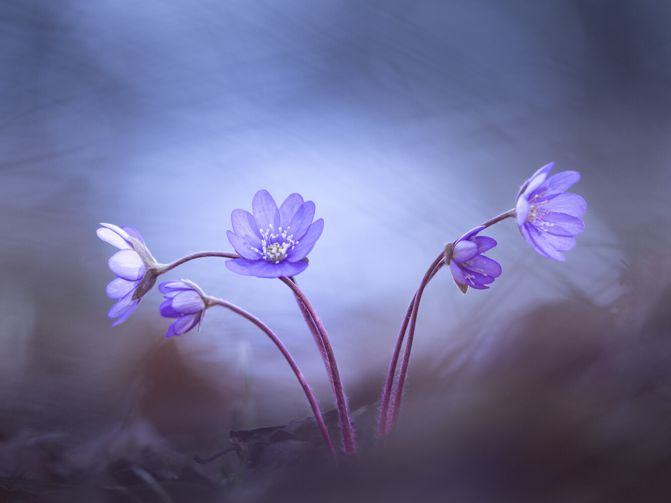 Delicate purple flowers with thin stems against a soft, blurred blue-gray background