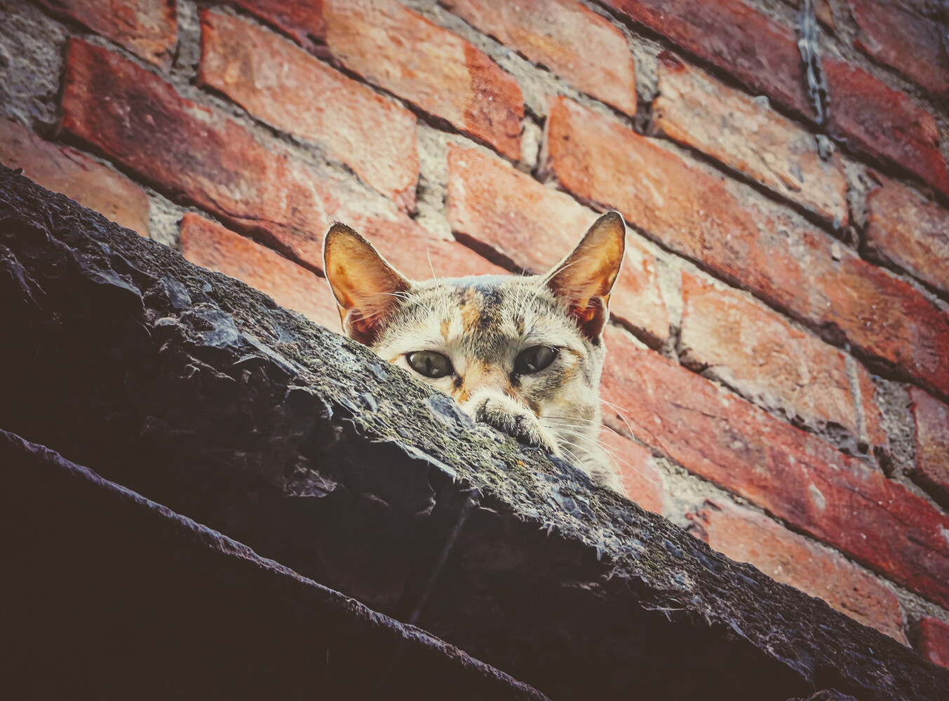 Cat peering over weathered wooden beam against brick wall