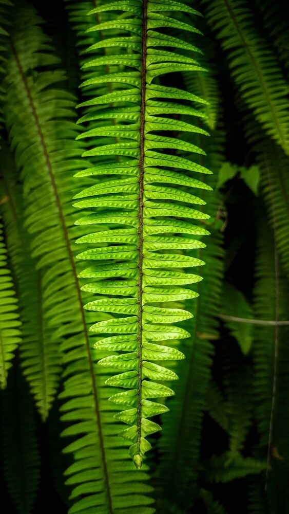 Backlit fern fronds with translucent leaflets creating layered green patterns against dark background