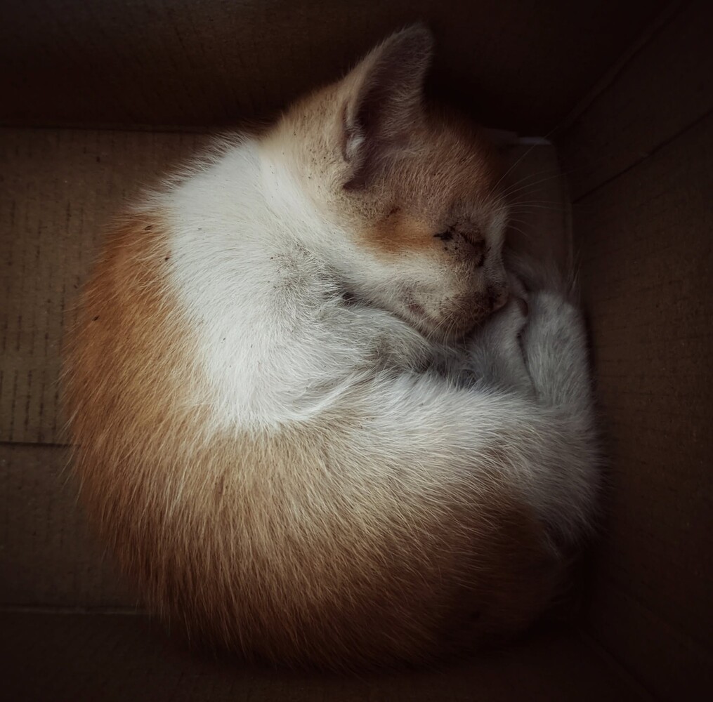 Brown and white cat with closed eyes in soft, warm overhead lighting