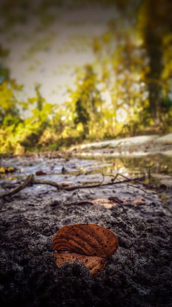 Brown leaf on dark ground with moss-covered rock and yellow lichen in soft focus background