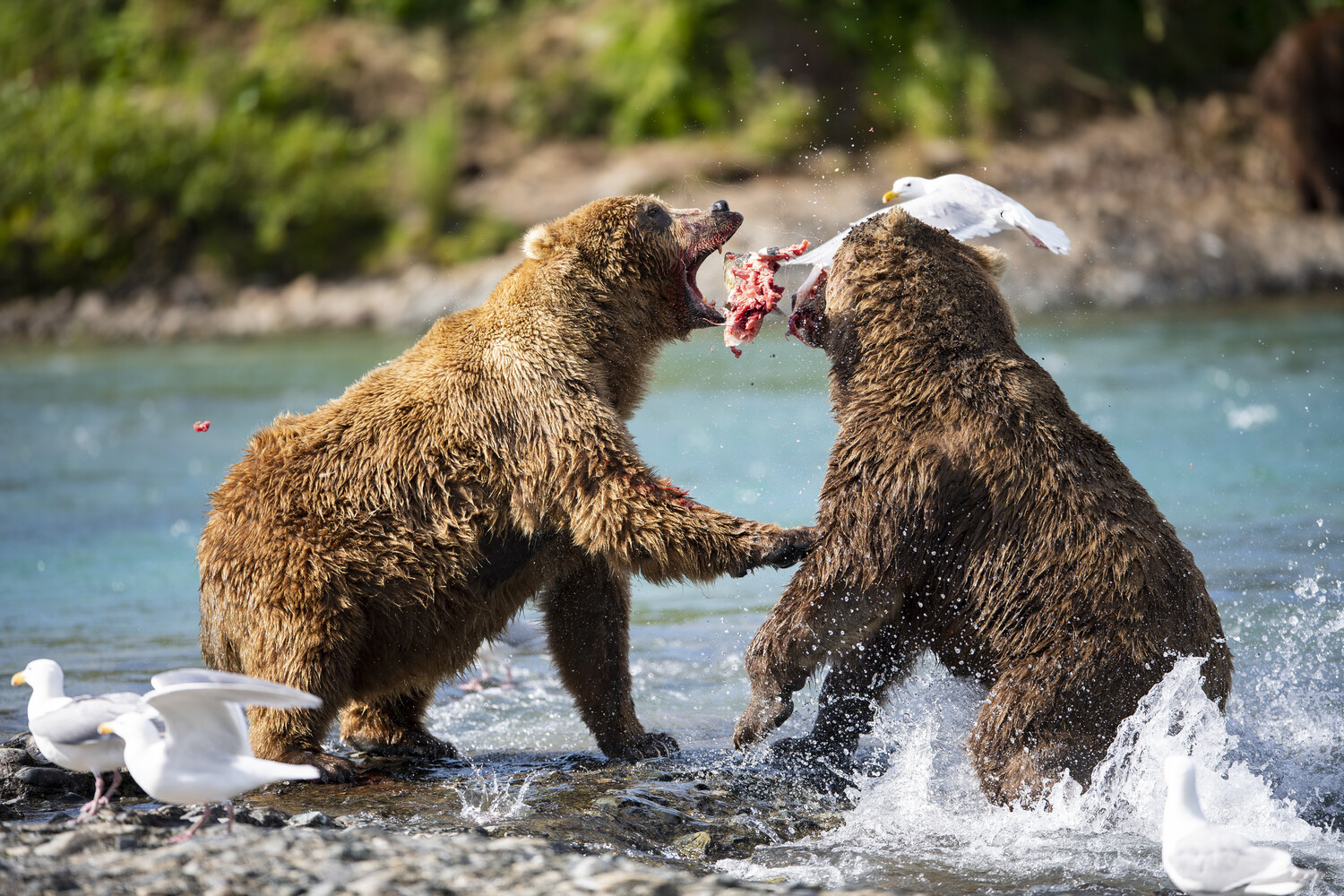 Two brown bears fighting over food in shallow water while seagulls watch nearby