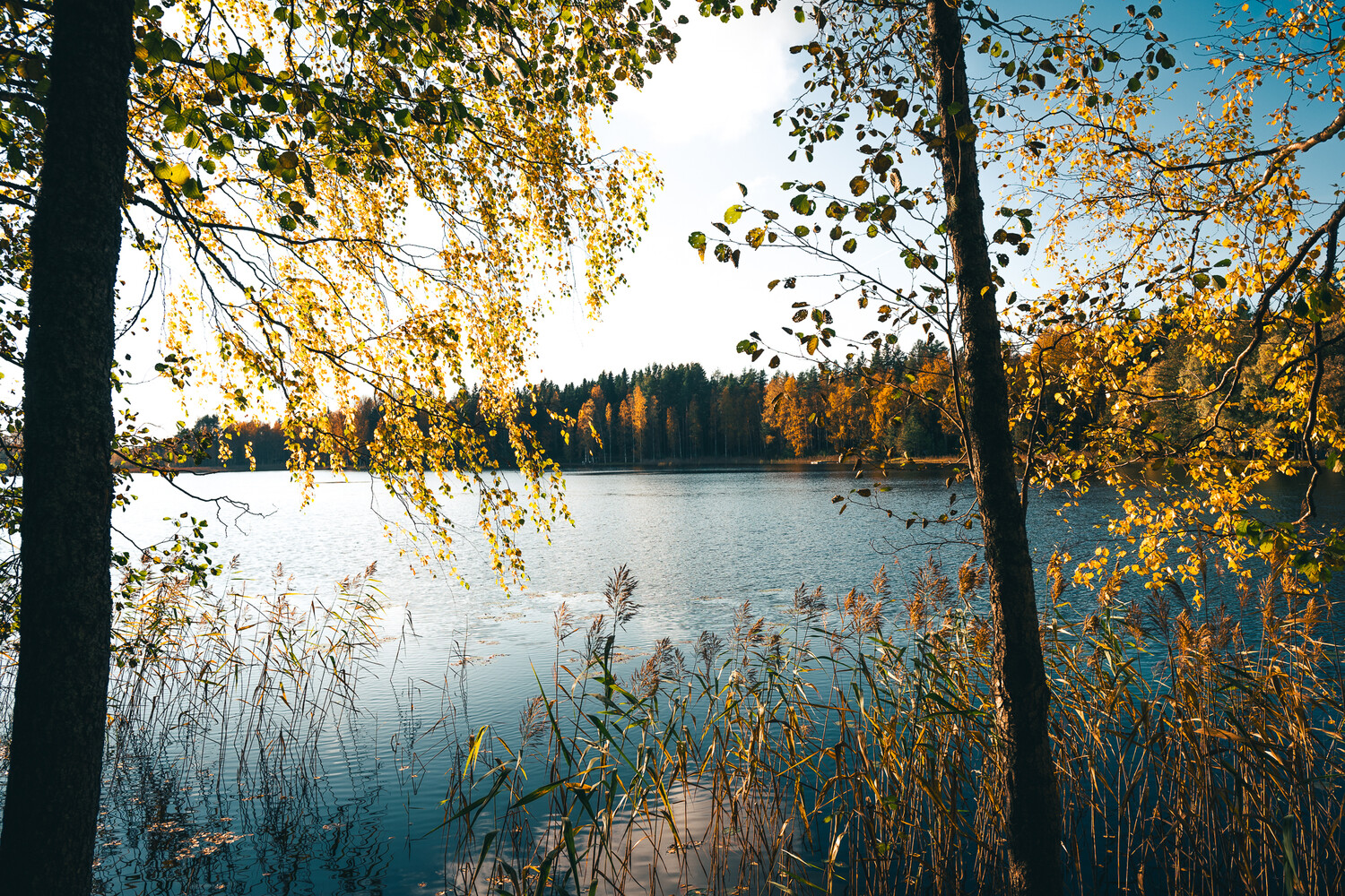 Calm lake framed by golden birch branches in autumn, with reeds in the foreground and a forested shoreline in warm fall color across the water.