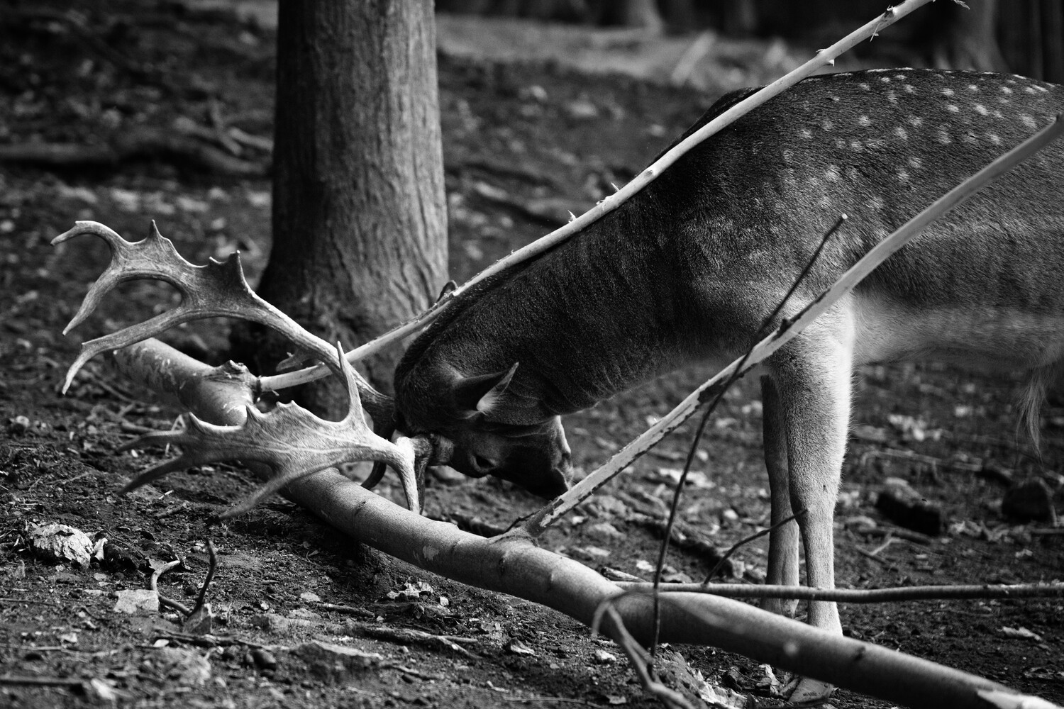 Black and white photo of a spotted fallow deer with palmate antlers lowering its head among fallen branches in a forest.