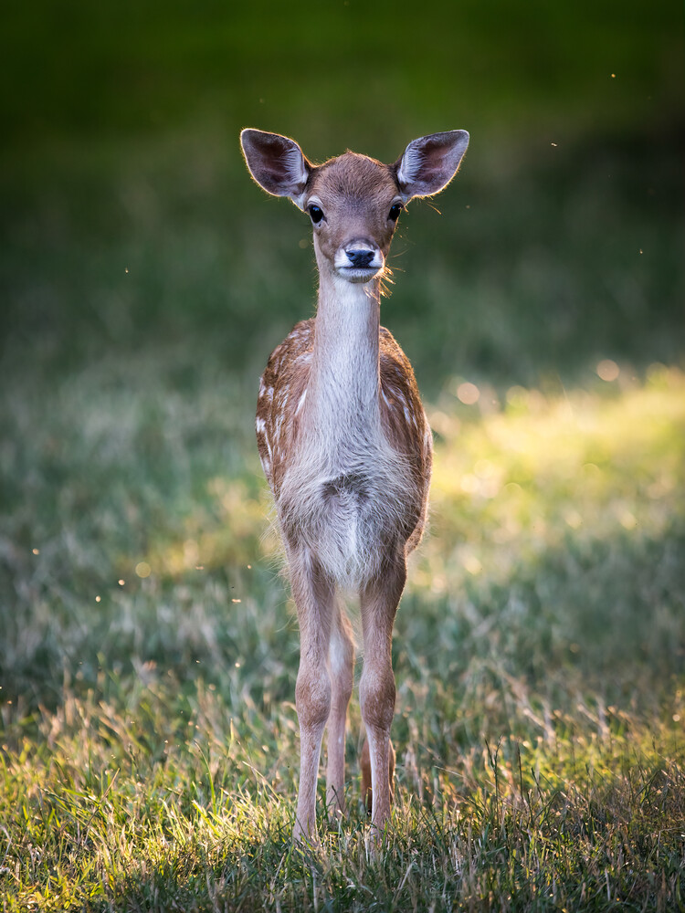 Spotted fawn standing in sunlit grass, facing the camera with its large ears spread wide