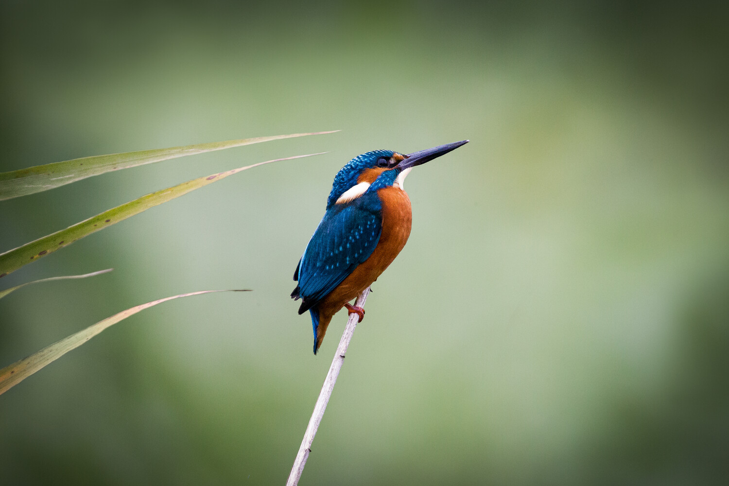 Kingfisher with bright blue back and orange breast perched on a thin reed against a soft green background