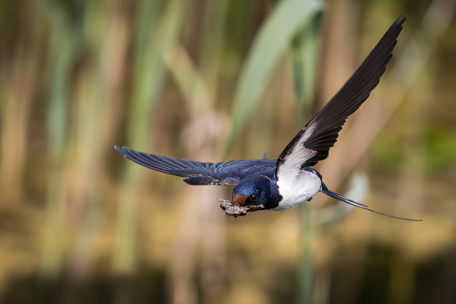 Barn swallow in flight with wings spread, carrying nesting material in its beak against a blurred green reed background