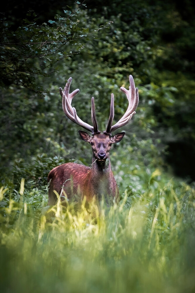 Red deer stag with large antlers standing in tall green grass, facing the camera in front of a dark forest.