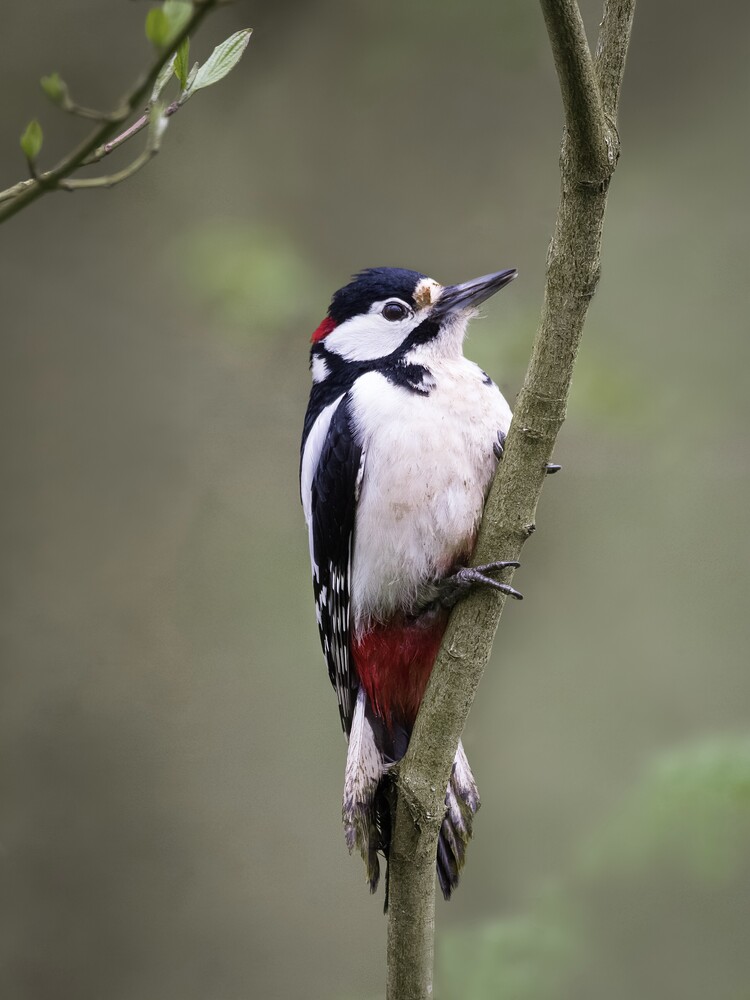 Black-and-white spotted woodpecker with a red patch below its tail, clinging vertically to a thin branch against a soft green background