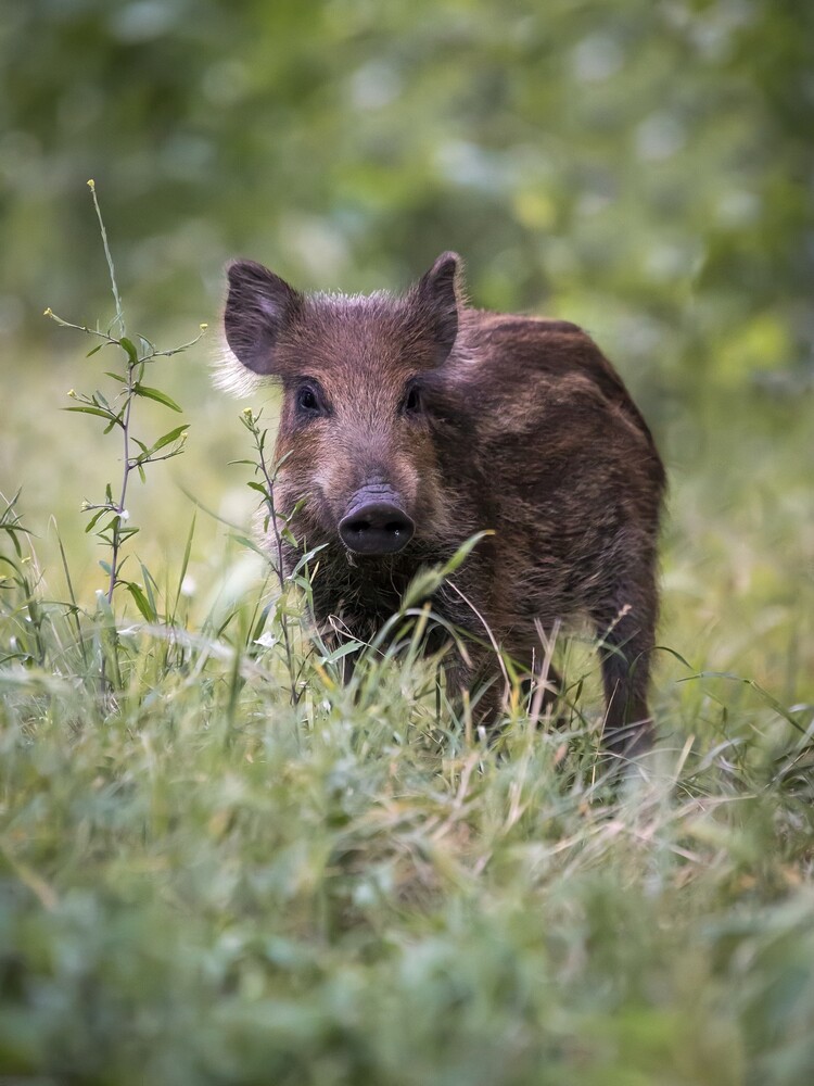 Young wild boar piglet with a brown bristly coat looking toward the camera through tall green grass
